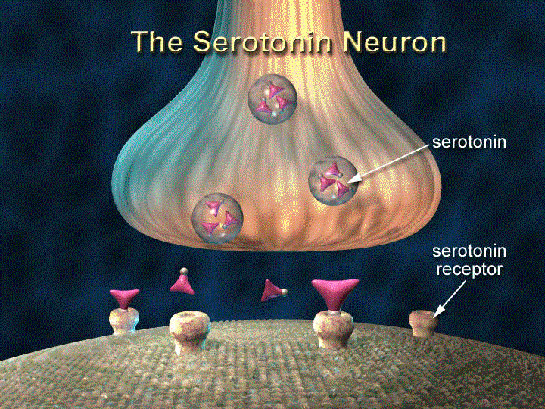 Serotonin Serotonin
