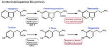 Dopamin ve Serotonin Özellikleri ve Faydaları Nelerdir? Dopamin ve Serotonin Özellikleri ve Faydaları Nelerdir?