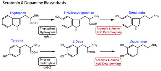 Dopamin ve Serotonin Özellikleri ve Faydaları Nelerdir?