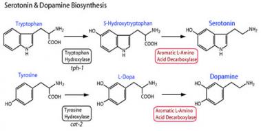 Dopamin ve Serotonin