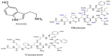 Serotonin Hormonu Nedir