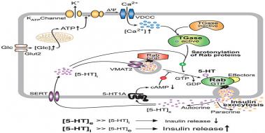 Serotonin Nedir, Özellikleri ve Faydaları Serotonin Nedir